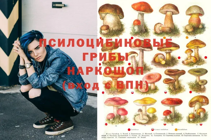 Галлюциногенные грибы Psilocybe Куровское